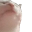 catJAM